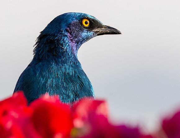 Greater blue eared starling