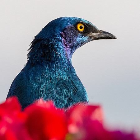 Greater blue eared starling