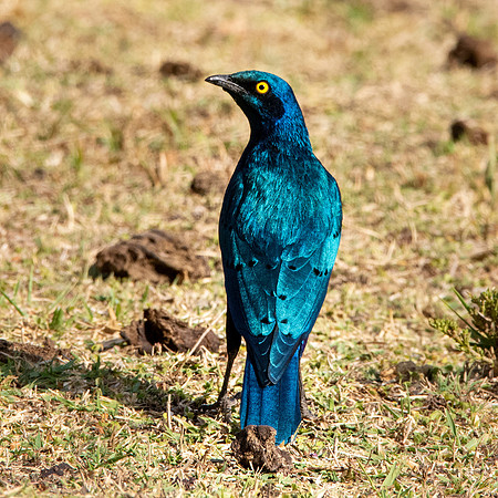 Greater blue eared starling