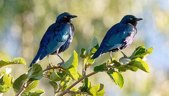 Greater blue eared starling