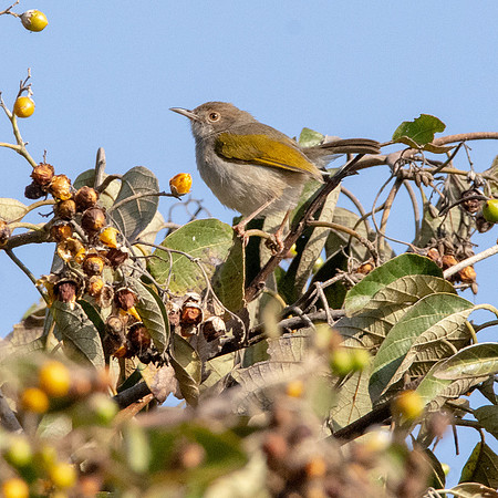 Grey backed cameroptera