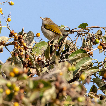 Grey backed cameroptera