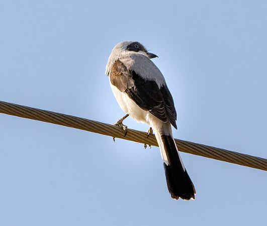 Grey backed fiscal