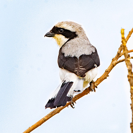 Grey backed fiscal