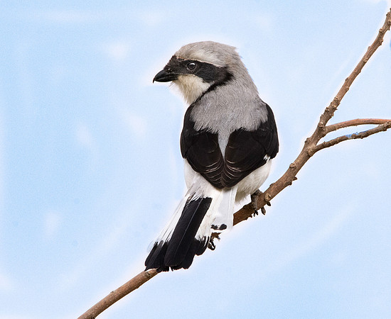 Grey backed fiscal