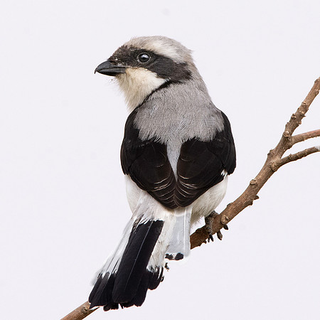 Grey backed fiscal