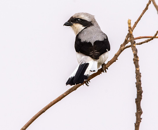 Grey backed fiscal