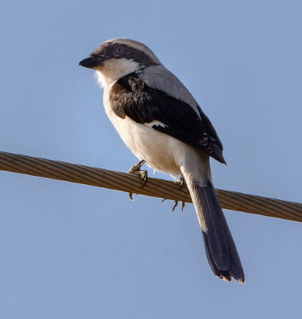 Grey backed fiscal