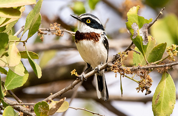 Grey headed batis, female
