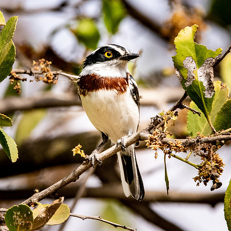 Grey headed batis, female