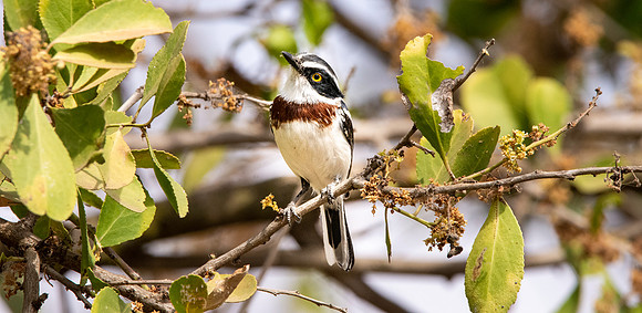 Grey headed batis, female