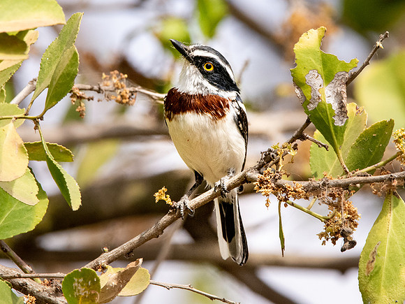 Grey headed batis, female