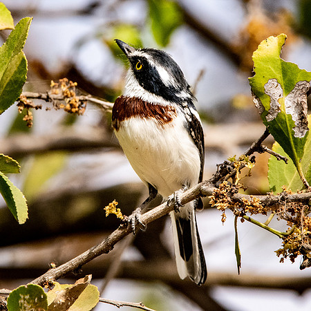 Grey headed batis, female