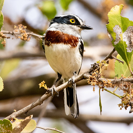 Grey headed batis, female