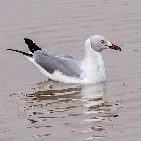 Grey headed gull