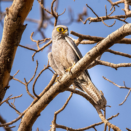 Grey kestrel