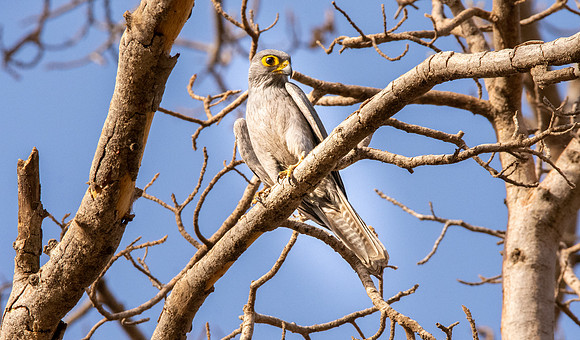 Grey kestrel