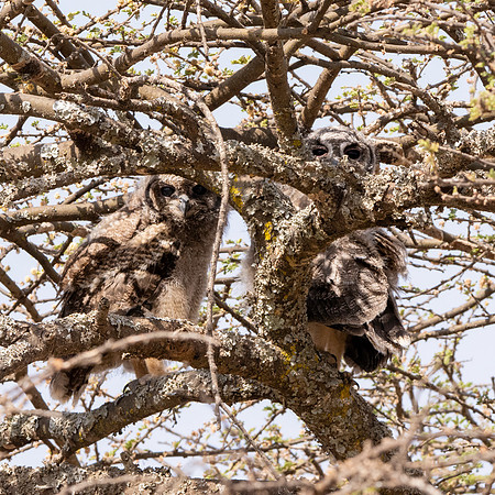 Greyish eagle owl