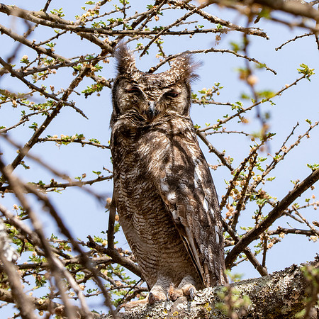Greyish eagle owl
