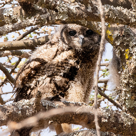 Greyish eagle owl