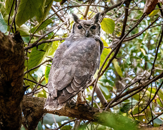 Greyish eagle owl