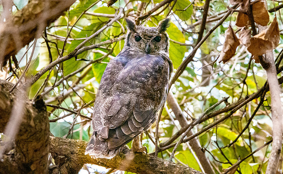 Greyish eagle owl