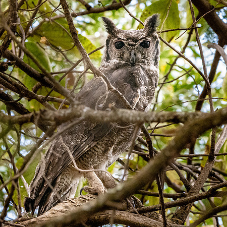 Greyish eagle owl