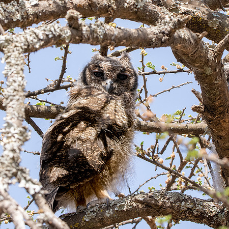 Greyish eagle owl