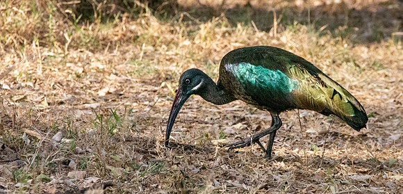 Hadeda Ibis