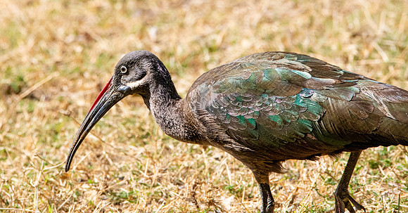 Hadeda Ibis