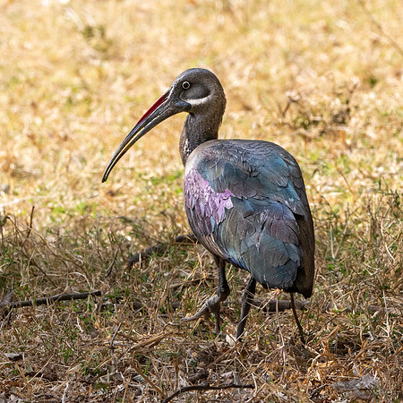 Hadeda Ibis