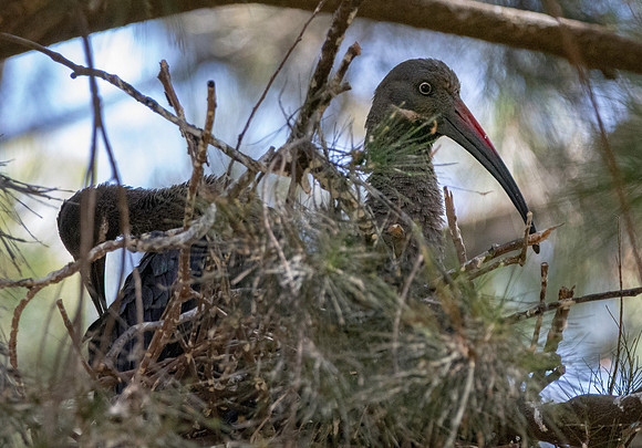 Hadeda Ibis