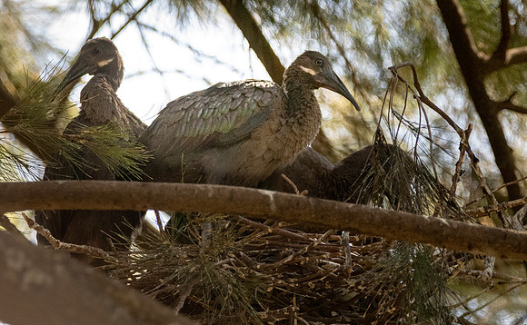 Hadeda Ibis