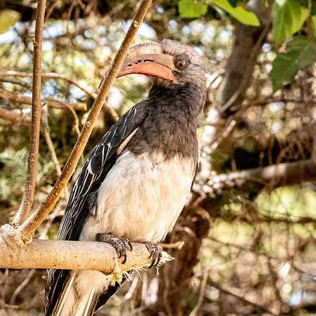 Hemprich's hornbill