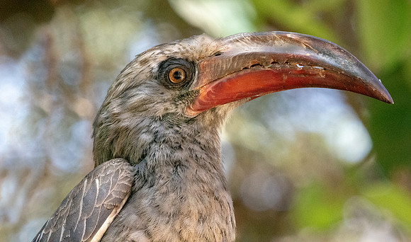 Hemprich's hornbill