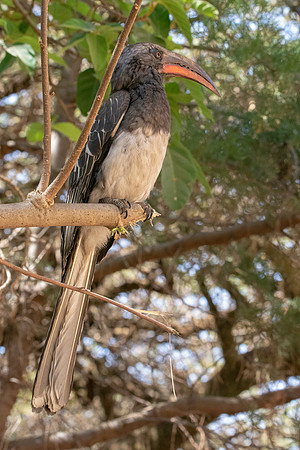 Hemprich's hornbill