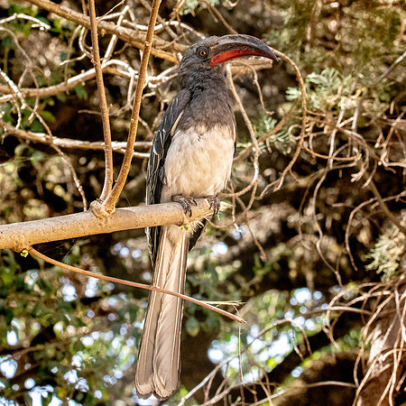 Hemprich's hornbill