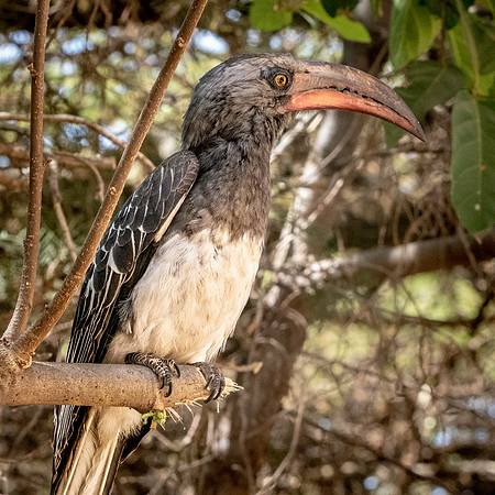 Hemprich's hornbill