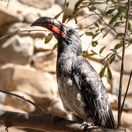Hemprich's hornbill