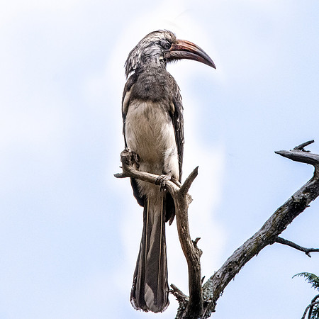 Hemprich's hornbill