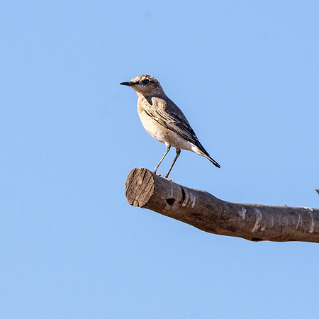 Isabelline wheatear