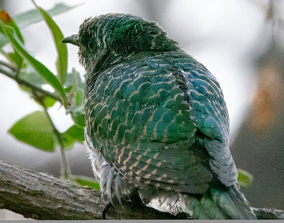 Klaas's cuckoo