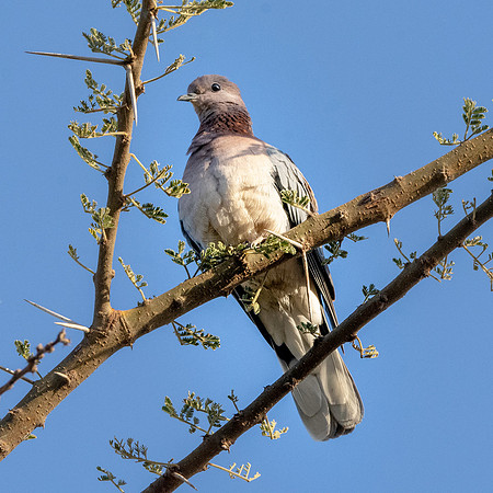 Laughing dove / Little brown dove