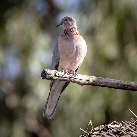 Laughing dove / Little brown dove