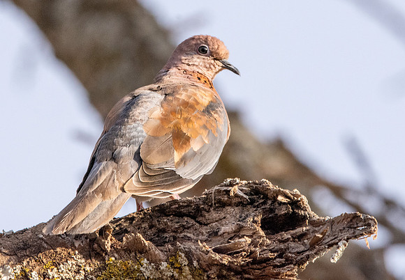 Laughing dove / Little brown dove