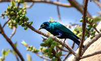 Lesser blue eared starling