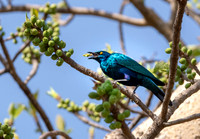 Lesser blue eared starling