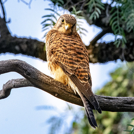 Lesser kestrel
