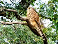 Lesser kestrel
