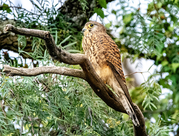 Lesser kestrel
